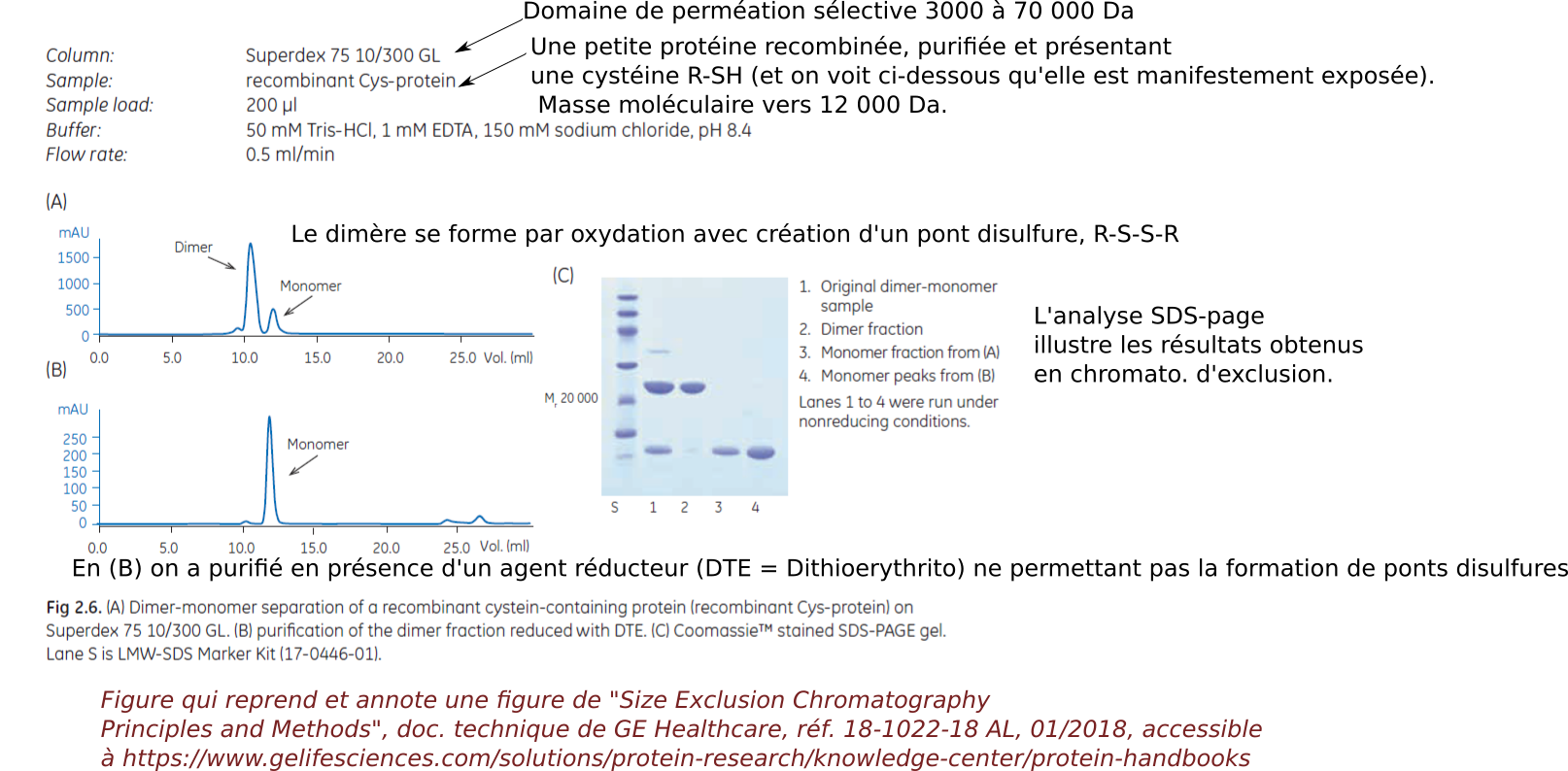 proteine dimérisant par pont disulfure