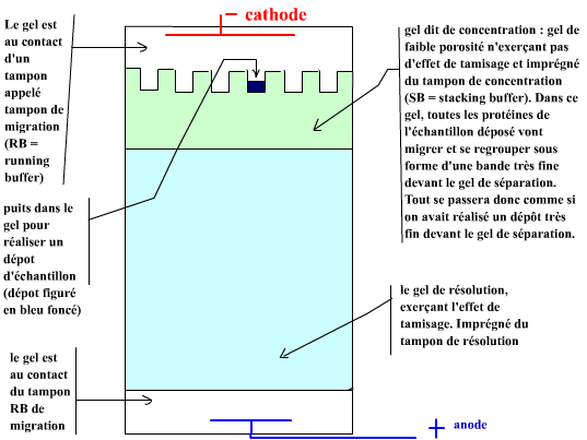 Présentation de l'électrophorèse SDS-PAGE (séparation des protéines selon  leur taille)