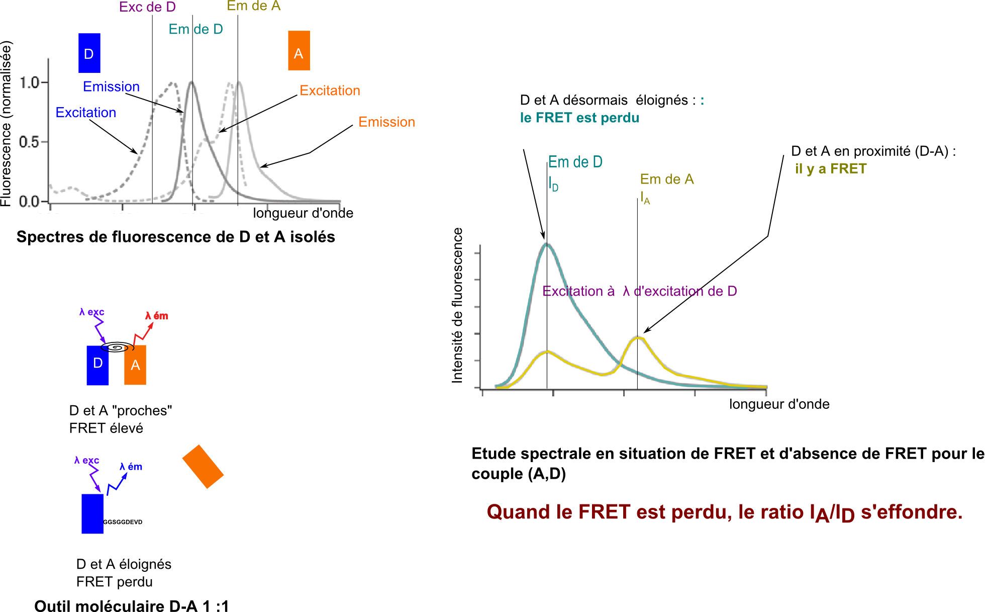 FRET et ratio IA/ID