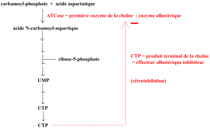 allosterie-chainectp (20K)