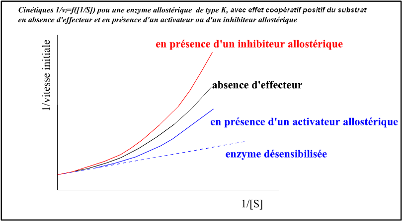 allosterie-effecteursk-2