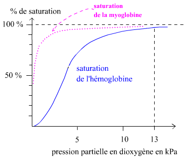 7-Courbe de Hill : taux de saturation en oxygène dans l'hémoglobine en