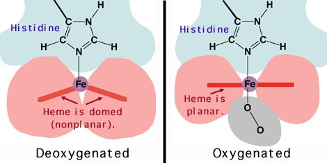 allosterie_oxydeoxy2 (27K)