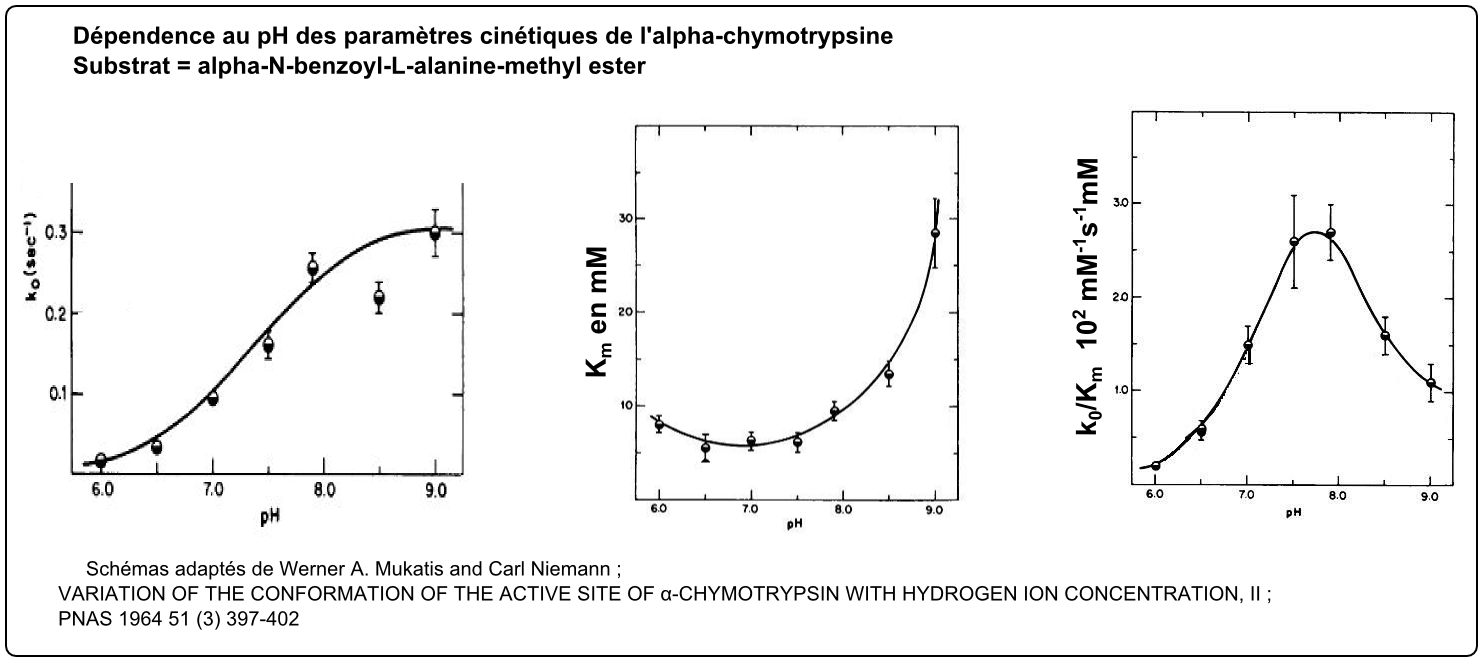 chymotrypsin dependence pH