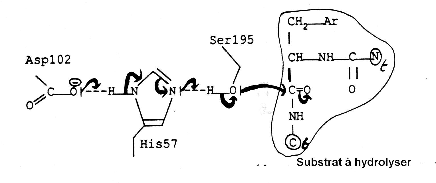 asp/hist/ser et chymotrypsine