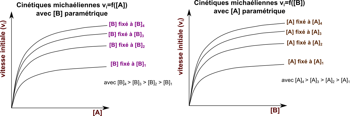 Cinetiques Enzymatiques Michaeliennes A Plusieurs Substrats Et Produits