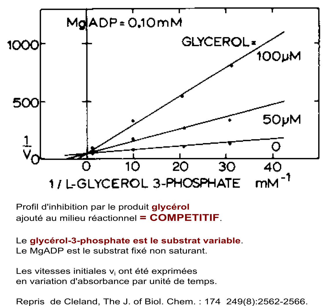 pluriplurimichaelis_gk-inhglycerol (122K)