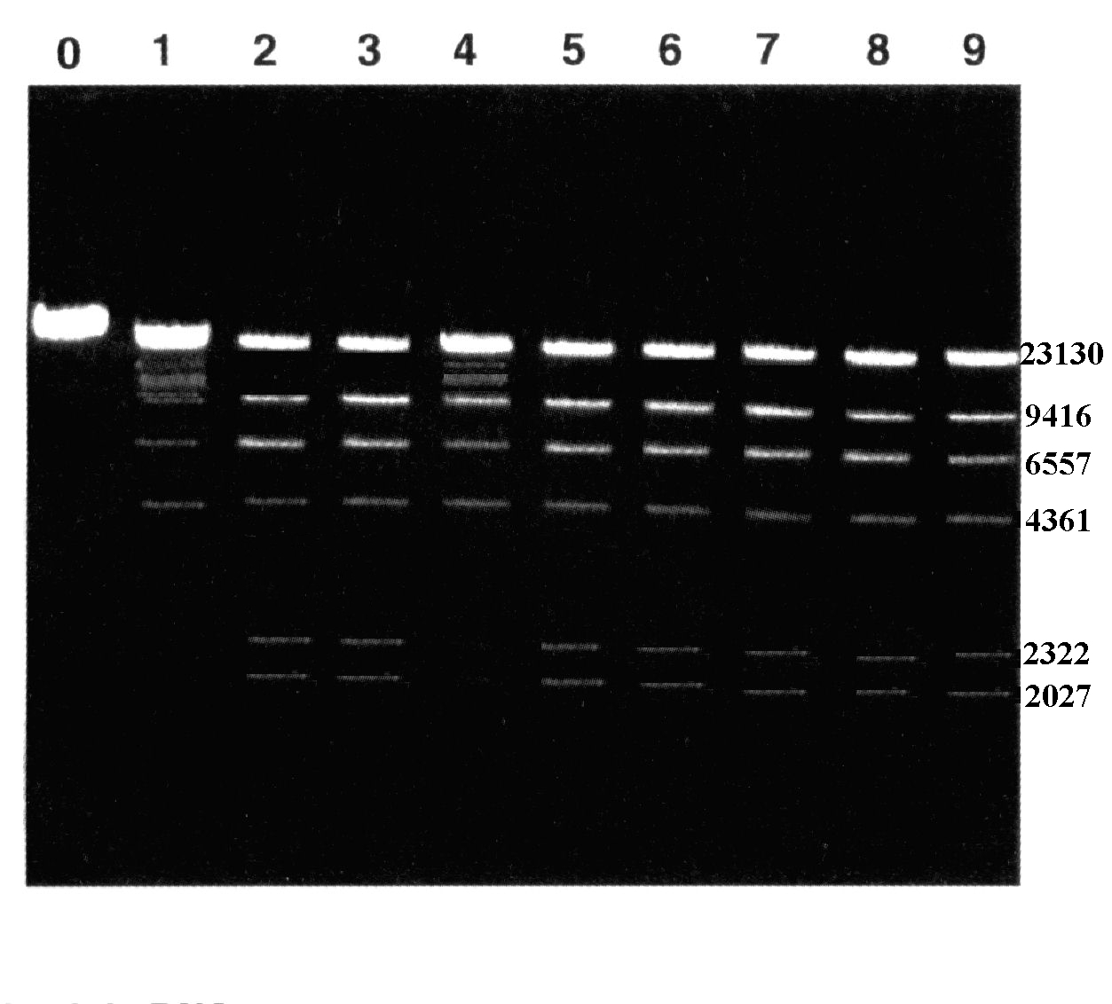 mesuresdenzymesactivite-2-im4 (260K)