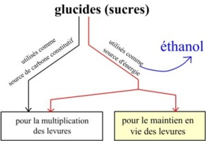 bioethanol avec topinambour