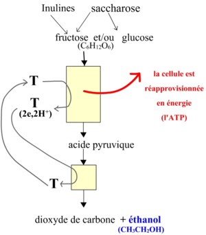 bioethanol avec topinambour