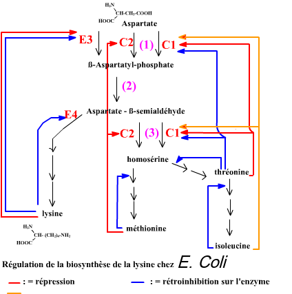 bios_lys_ecoli (21K)