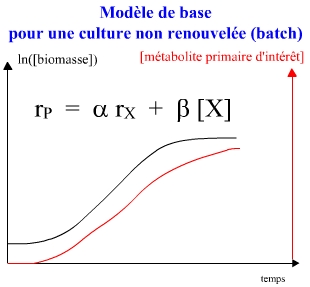 prodmetabolite1aire