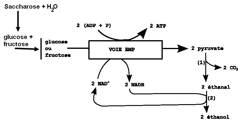 modèle métabolique fermentation éthanolique