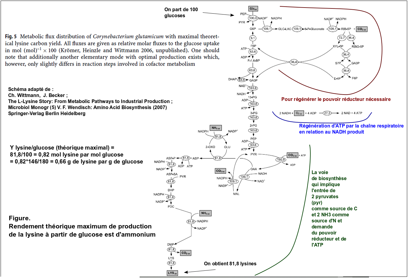 rdt max prod lysine à partir du glucose