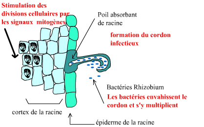 formation du cordon