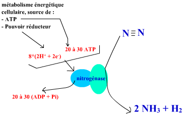 nitrogénase et la réaction catalysée
