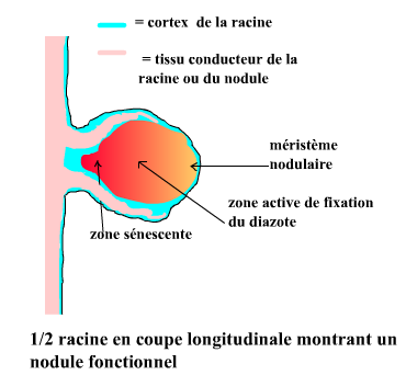 nodule fonctionnel et racine