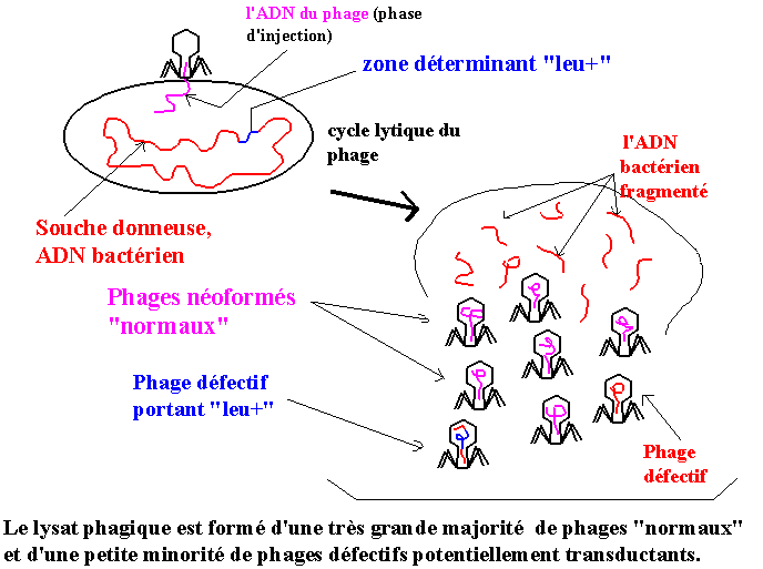 transductiongene1 (13K)