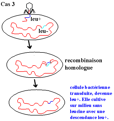 transductiongene3 (7K)