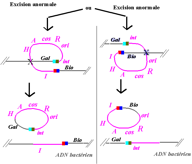 transductionlambda2 (9K)