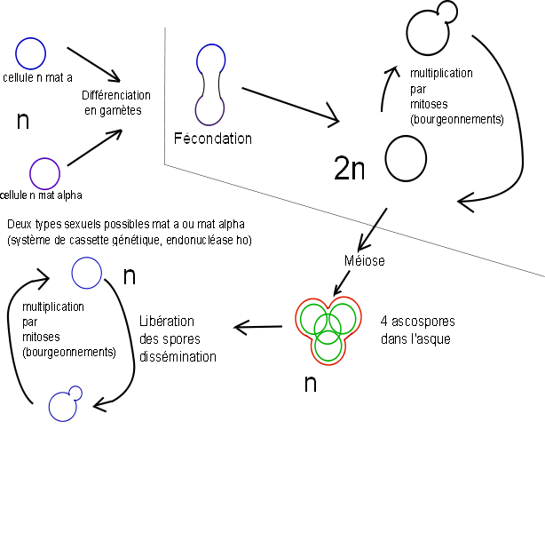 cyclesbiologiques-saccharomyces (51K)