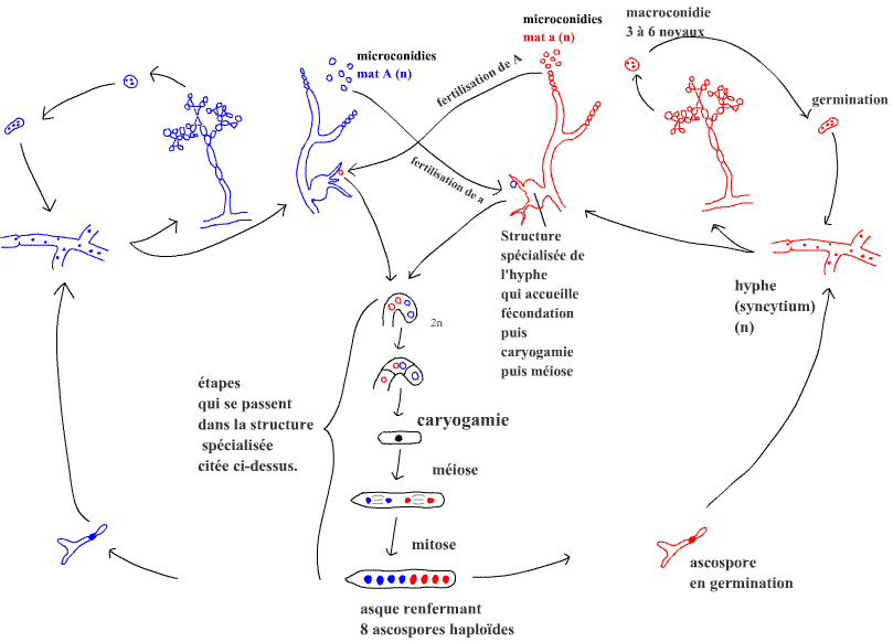 cyclesbiologiques_3 (31K)