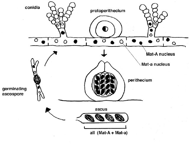 cyclesbiologiques_33 (47K)