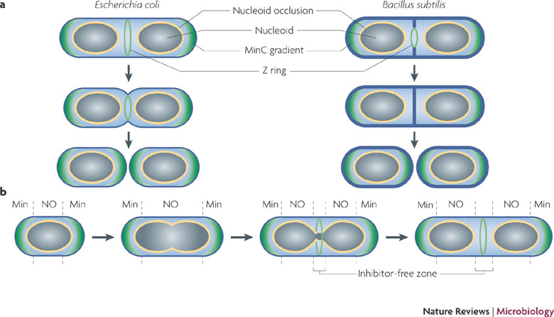 divisiondesbacteries-fig1 (60K)