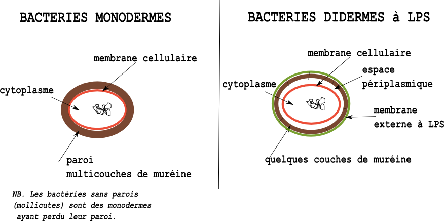 enveloppesmicroorg_1_fig2 (68K)