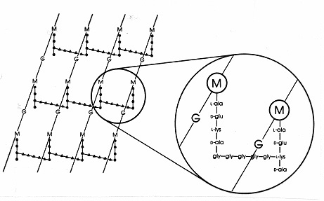 enveloppesmicroorg_2_fig1 (55K)