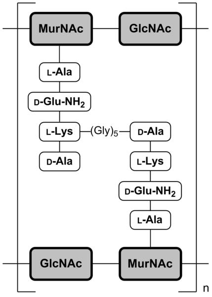 enveloppesmicroorg_2_fig2 (31K)