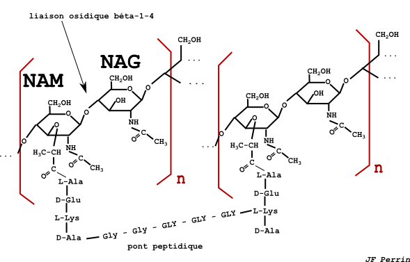 enveloppesmicroorg_2_fig3 (38K)