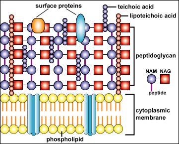 enveloppesmicroorg_2_fig4 (34K)