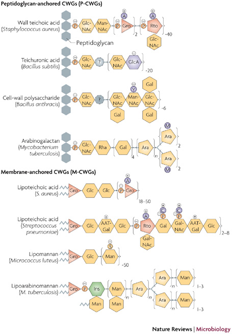 enveloppesmicroorg_2_fig6 (105K)