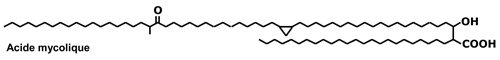 enveloppesmicroorg_2_fig7 (26K)