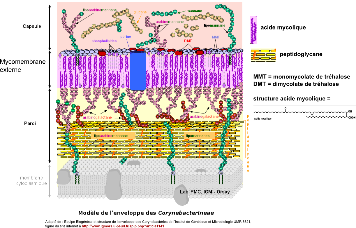 enveloppesmicroorg_2_fig8 (391K)