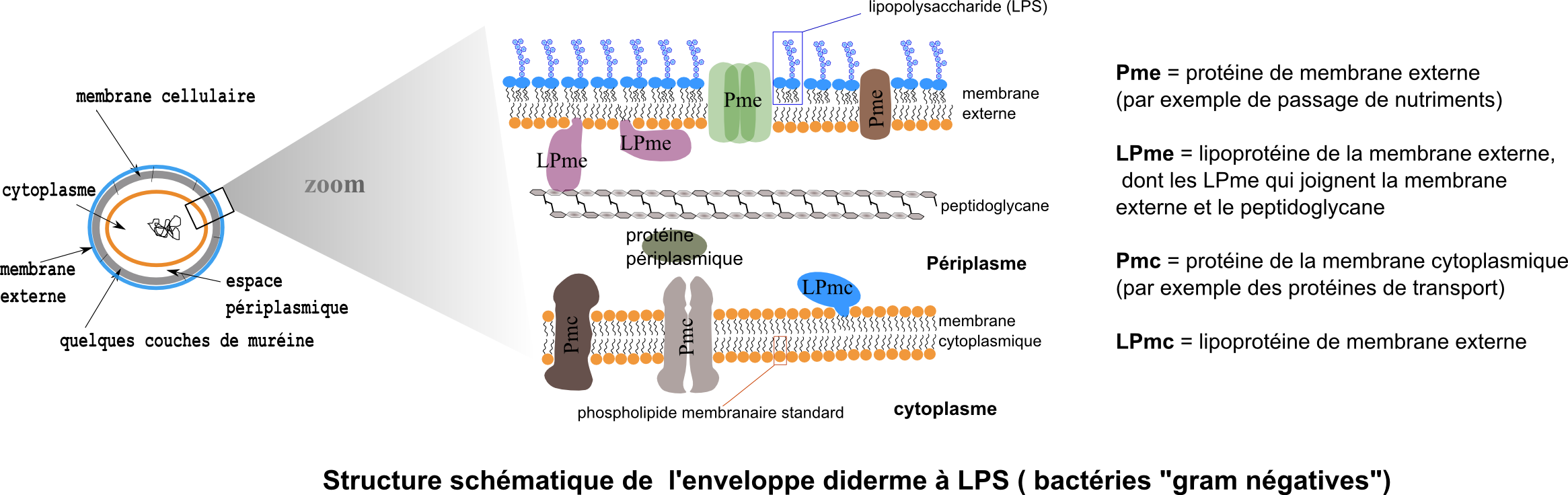 enveloppesmicroorg_3_fig1 (275K)