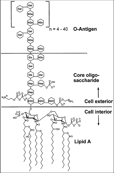 enveloppesmicroorg_3_fig2 (23K)