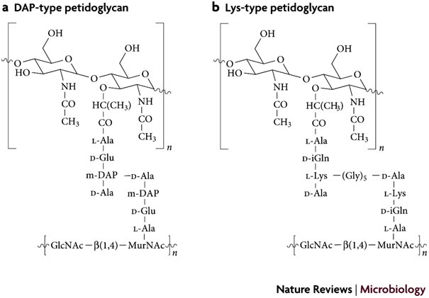 enveloppesmicroorg_3_fig3 (29K)