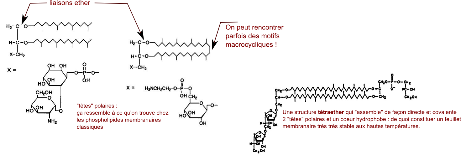 enveloppesmicroorg_6_fig1 (194K)