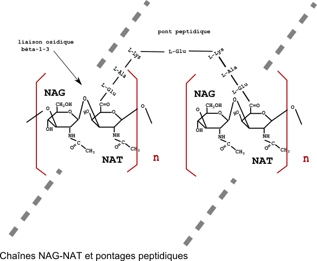 enveloppesmicroorg_6_fig2 (46K)