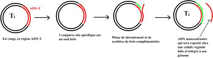 export d'ADN T