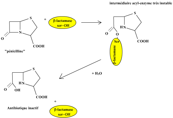 lactam-lactamase (17K)