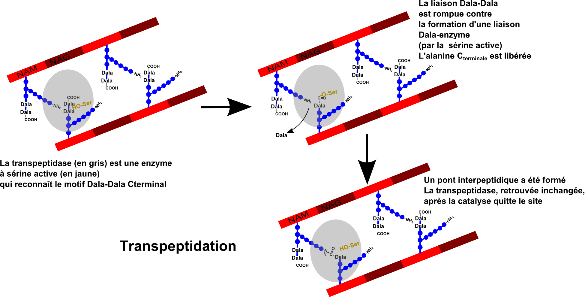 lactam_2-f2 (216K)