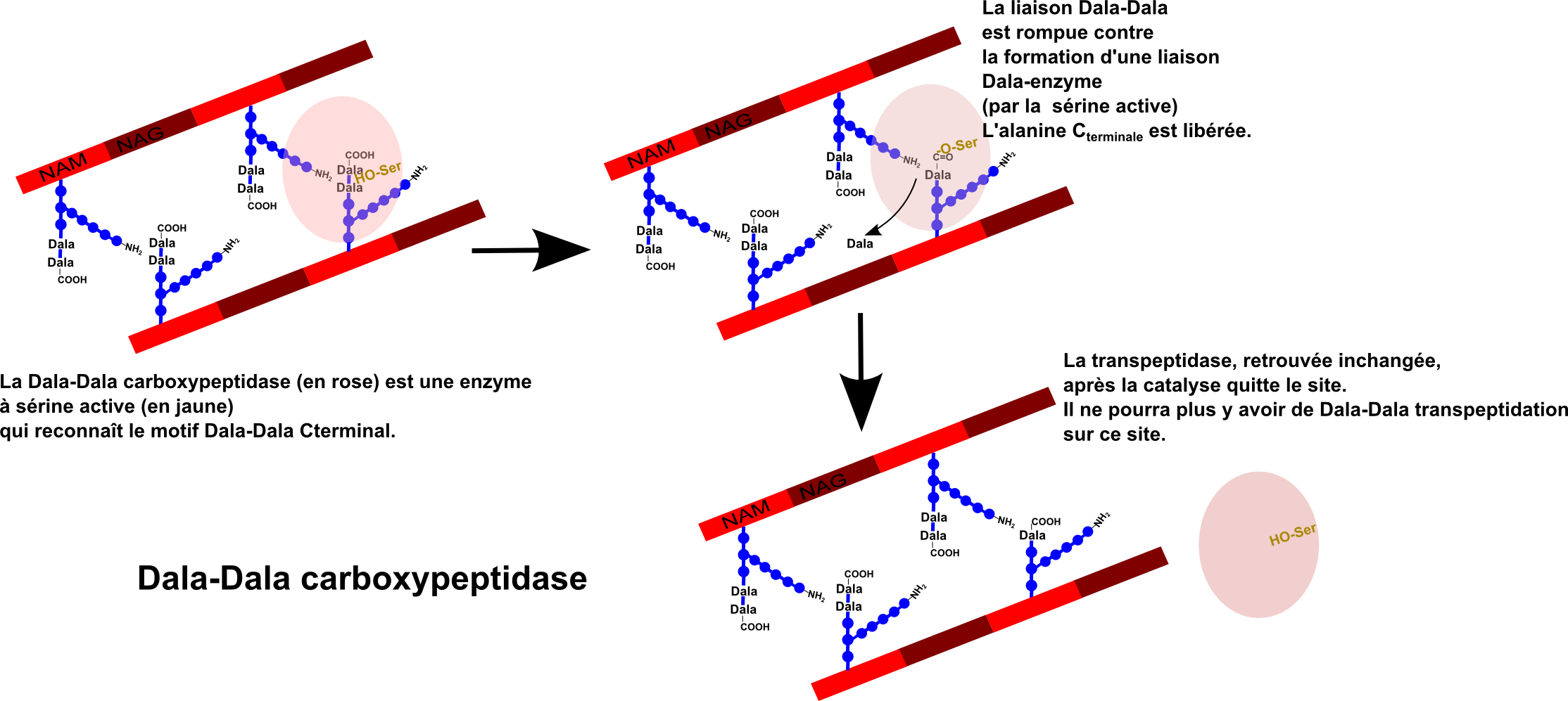 lactam_2-f3 (228K)