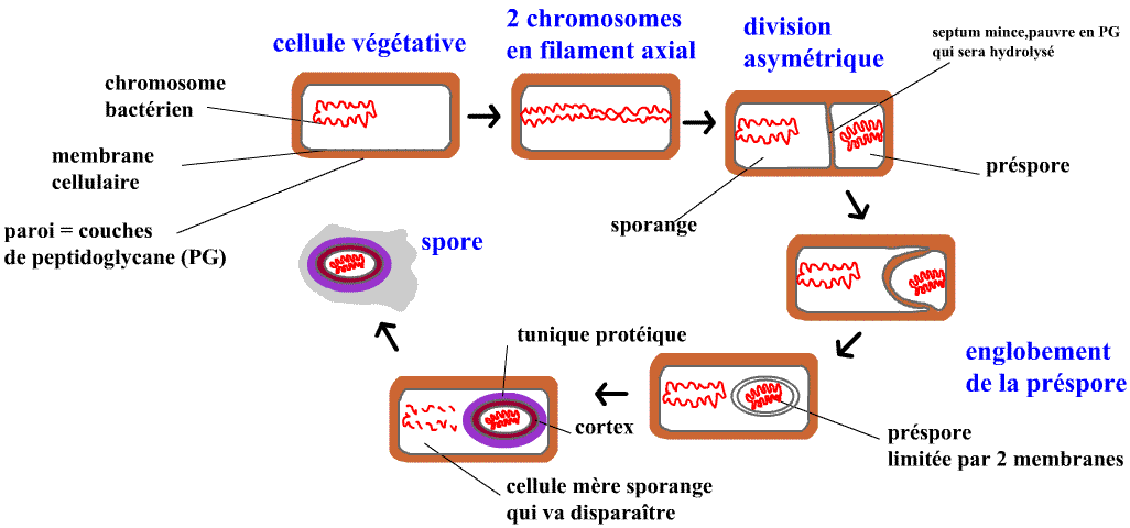 spore-formationendospore (35K)