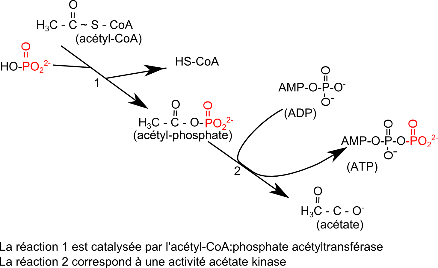 fermentations-thioester-slp (112K)