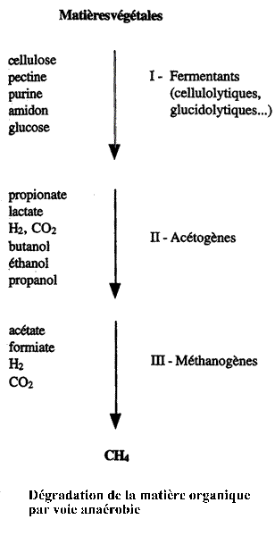 fermentations/acétogénèse/méthanogénèse
