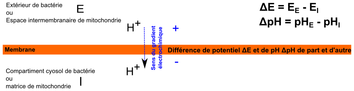 force protonmotrice