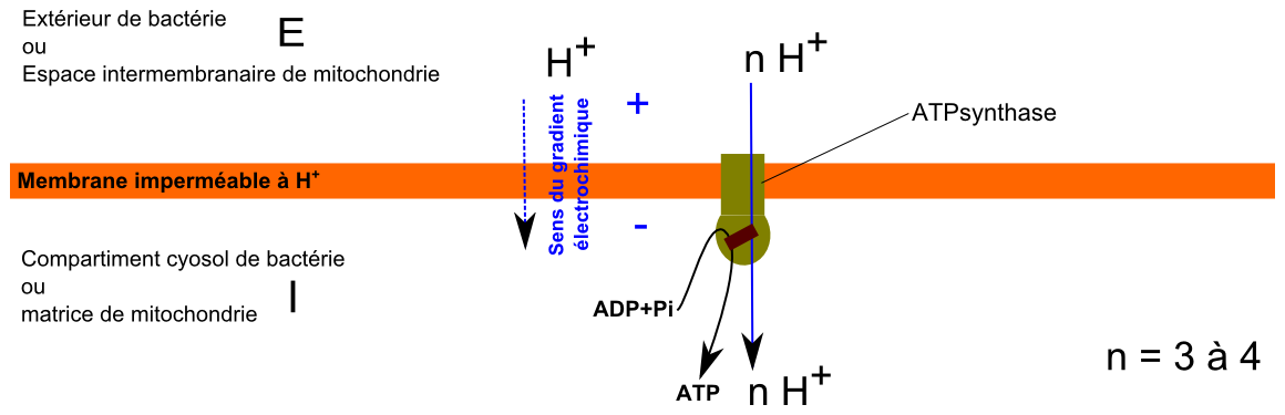 ATPsynthase